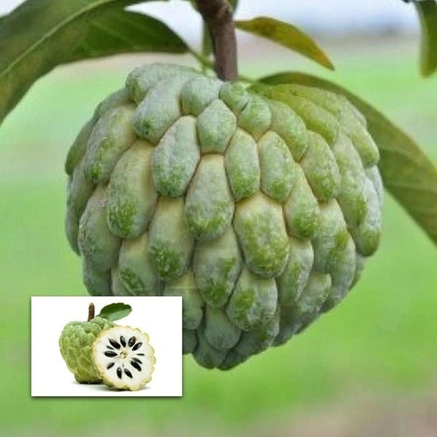 Custard Apple (Seethapazham)