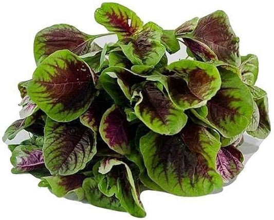 Grüner und roter Spinat