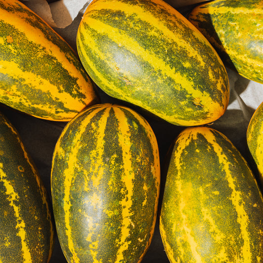Indian Cucumber