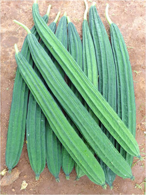 Ridge Gourd 400-600g