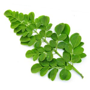 Trommelstockblätter (Muriga ella)