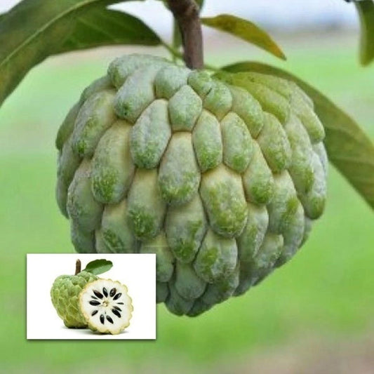 Custard Apple (Seethapazham)