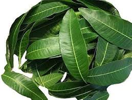 Mango Leaves