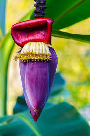 Bananenblüte