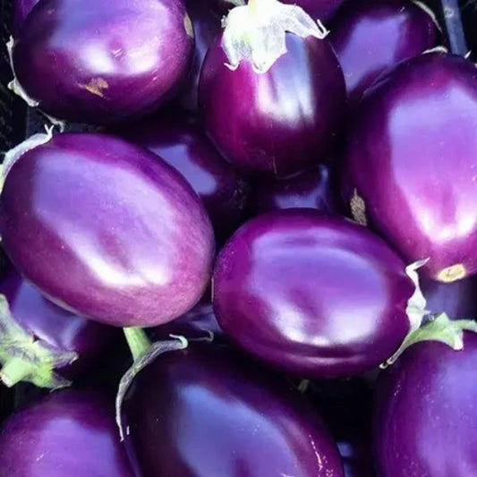 Indian purple brinjal